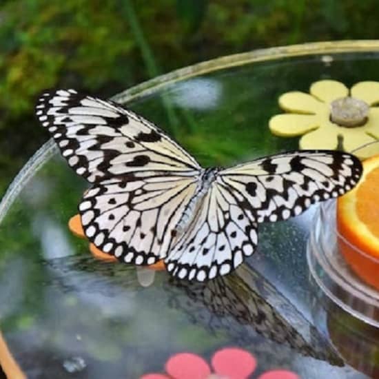 Dubai Butterfly Garden: Entry Ticket at Dubai Butterfly Garden, Dubai, United Arab Emirates Top Attractions Shop Online at Special Price from Oman Mega Deals