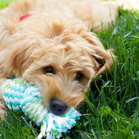 Basic Pet Grooming PETS Shop Online at Special Price from Oman Mega Deals