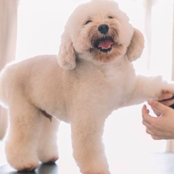 Pamper Your Cat Or Dog With Full Grooming – Wash, Haircut, And More PETS Shop Online at Special Price from Oman Mega Deals