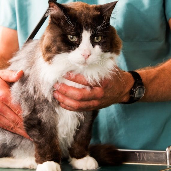 Choice Of Pet Medical Checkup, Examination & Deworming PETS Shop Online at Special Price from Oman Mega Deals