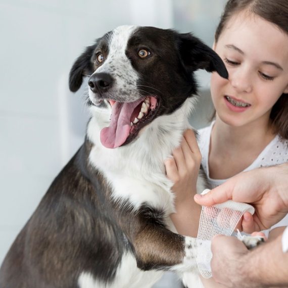 Choice Of Veterinary Service For Dog Or Cat Or Tom Cat Castration PETS Shop Online at Special Price from Oman Mega Deals