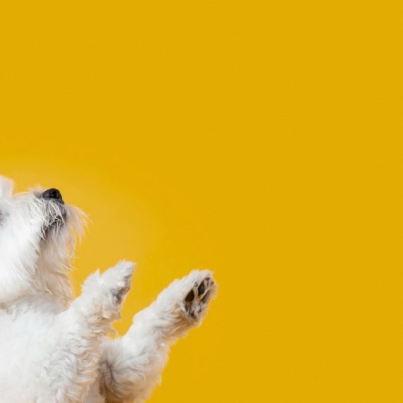 Full Grooming Service – Cat Or Small, Medium Or Large Dog Package PETS Shop Online at Special Price from Oman Mega Deals
