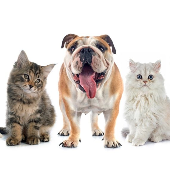 Full Grooming With Haircut At Cute Cat Veterinary Clinic PETS Shop Online at Special Price from Oman Mega Deals