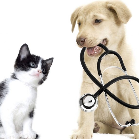 Buy Get Specialized Vet Care For Your Pet At Cute Cat Veterinary Clinic Now at Special Price in OmanMegaDeals.com Get Specialized Vet Care For Your Pet At Cute Cat Veterinary Clinic PETS Shop Online at Special Price from Oman Mega Deals