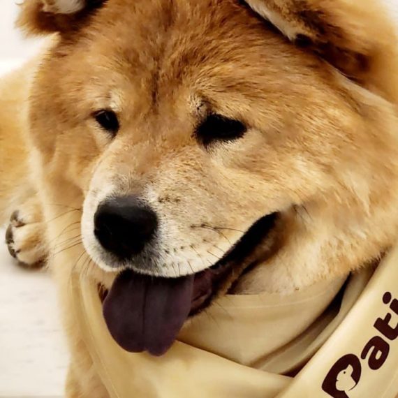 Groom, Grin, And Wag: Unleash Pet Paradise PETS Shop Online at Special Price from Oman Mega Deals
