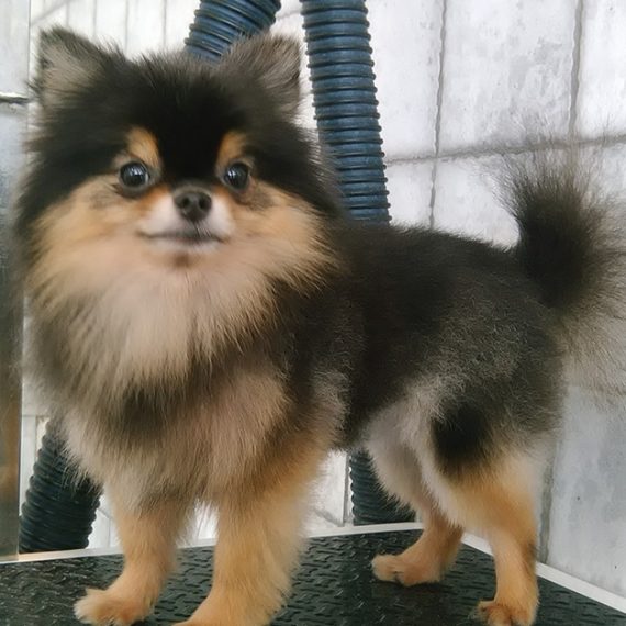 Buy Pet Grooming Package At Sweet Grooming Pet Salon Now at Special Price in OmanMegaDeals.com Pet Grooming Package At Sweet Grooming Pet Salon PETS Shop Online at Special Price from Oman Mega Deals