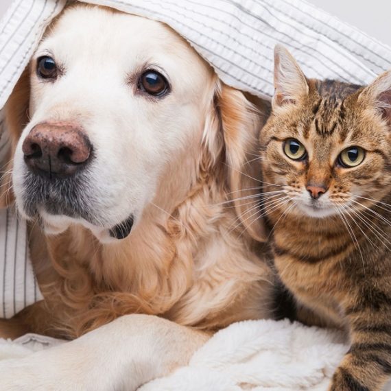 Buy Specialized Veterinary Care With Surgery And Collar Included For Pets Now at Special Price in OmanMegaDeals.com Specialized Veterinary Care With Surgery And Collar Included For Pets PETS Shop Online at Special Price from Oman Mega Deals
