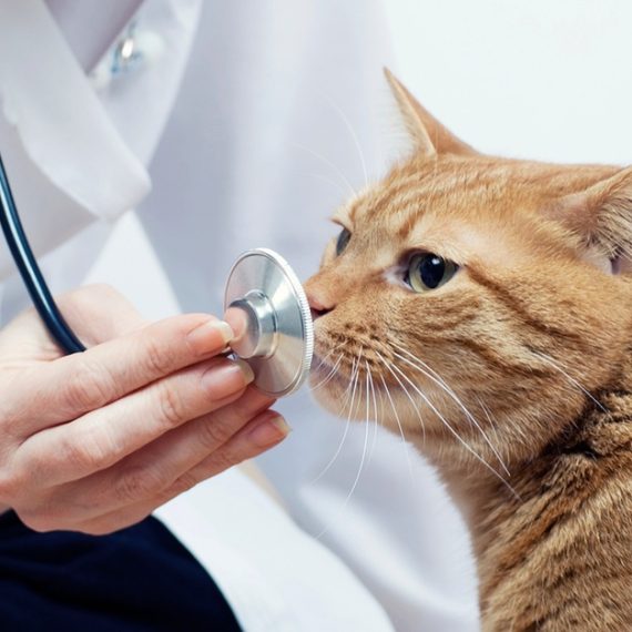 Vet PETS Shop Online at Special Price from Oman Mega Deals