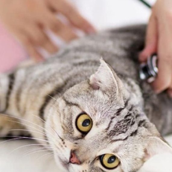 Veterinary Examination At Pet Connection Veterinary Clinic PETS Shop Online at Special Price from Oman Mega Deals