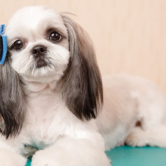 Basic Or Full Grooming For Small, Medium, Large Or Xl Size Dogs/Cats PETS Shop Online at Special Price from Oman Mega Deals