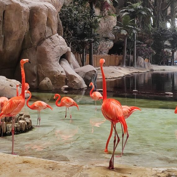 Emirates Park Zoo, The National Aquarium Or Snow Park Passes & More Swim Shop Online at Special Price from Oman Mega Deals