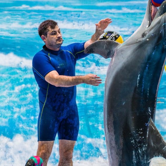 Buy Enjoy Painting Dolphins, Juggling Seals, & Exotic Birds In Action Now at Special Price in OmanMegaDeals.com Enjoy Painting Dolphins, Juggling Seals, & Exotic Birds In Action Swim Shop Online at Special Price from Oman Mega Deals