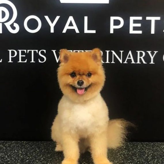 Get Premium Full Grooming For Cats Or Dogs Under Or Over 10kg PETS Shop Online at Special Price from Oman Mega Deals
