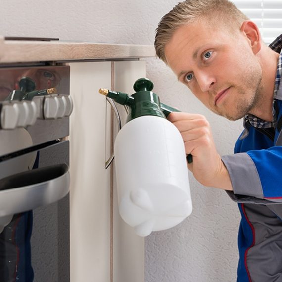 Pest Control Services For Homes And Offices HANDYMAN SERVICES Shop Online at Special Price from Oman Mega Deals