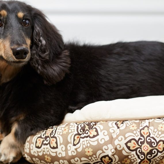 Pet Boarding & Daycare Packages For Cats And Dogs Of All Sizes PETS Shop Online at Special Price from Oman Mega Deals
