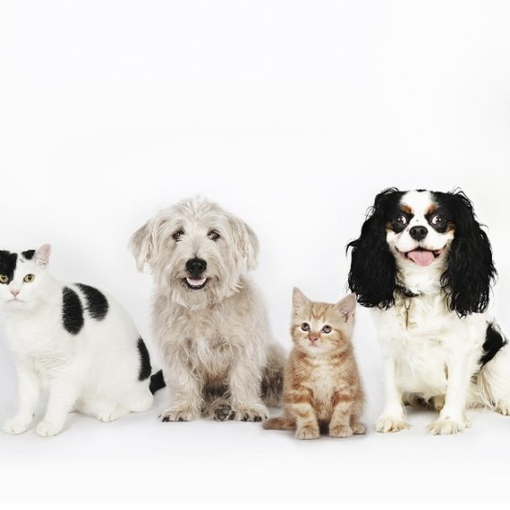 Up To 35% Off On At Noor Al Hayah Pets Hairdressing Salon PETS Shop Online at Special Price from Oman Mega Deals