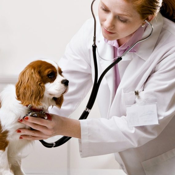 Vet PETS Shop Online at Special Price from Oman Mega Deals