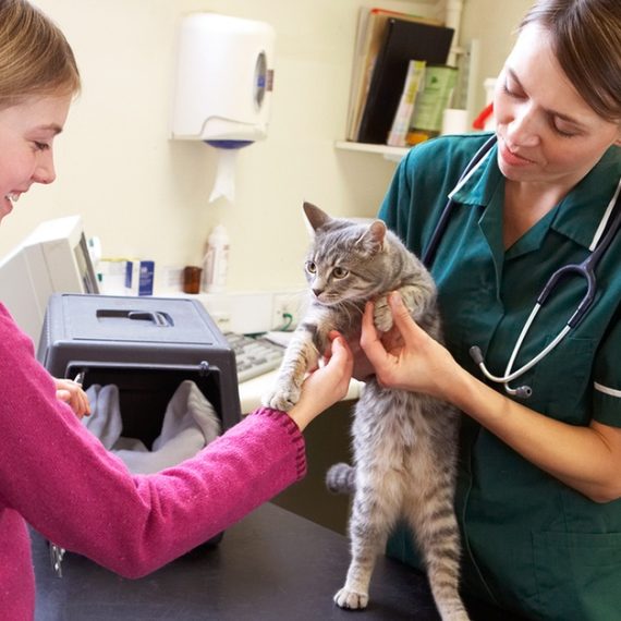 Medical Services For Pets At Pet Joy Veterinary Clinic PETS Shop Online at Special Price from Oman Mega Deals