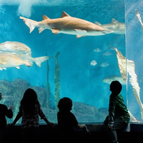 Buy Nature & Ocean Wonders: Dubai Miracle Garden + Dubai Aquarium Combo Now at Special Price in OmanMegaDeals.com Nature & Ocean Wonders: Dubai Miracle Garden + Dubai Aquarium Combo Swim Shop Online at Special Price from Oman Mega Deals