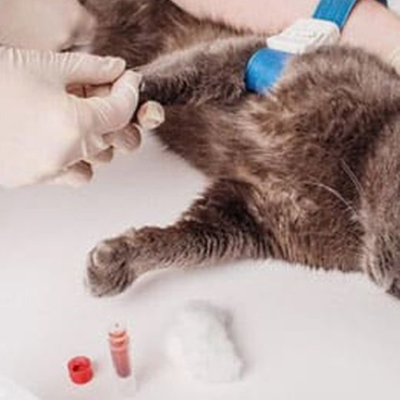 Female Cat Spaying Up To Or Above 20 Kg, Male Dog Castration & More PETS Shop Online at Special Price from Oman Mega Deals