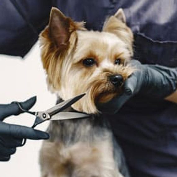 Fresh & Fluffy Pet Grooming – Full Grooming With Haircut (Cats & Dogs) PETS Shop Online at Special Price from Oman Mega Deals