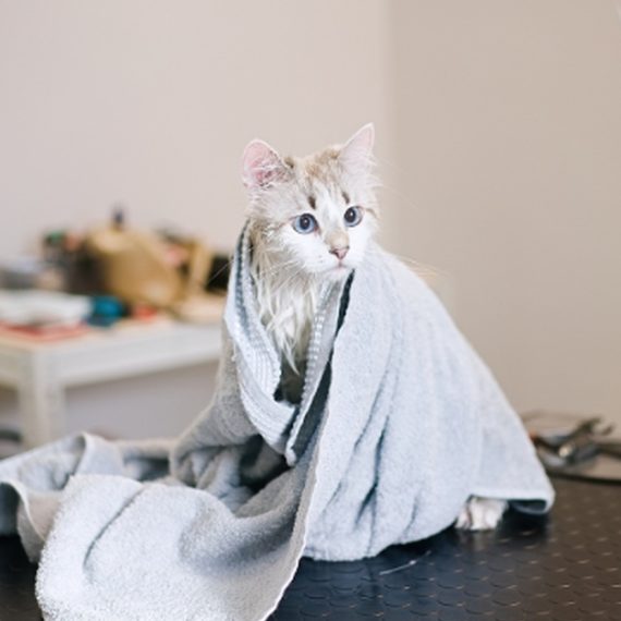Pet Pamper Grooming: Full Grooming + Haircut For Cats & All Dog Sizes PETS Shop Online at Special Price from Oman Mega Deals