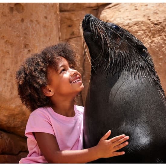 Atlas Village – Sea Lion Experiences at Atlantis The Palm, Dubai, United Arab Emirates Family Shop Online at Special Price from Oman Mega Deals