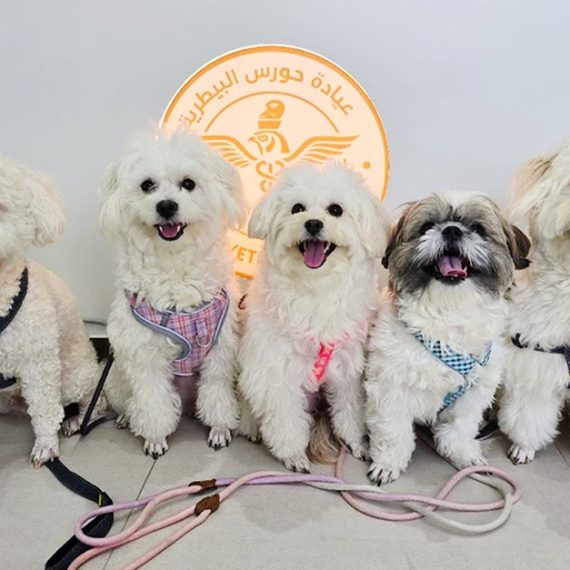 Explore Vaccine And Grooming Packages For Your Pet PETS Shop Online at Special Price from Oman Mega Deals