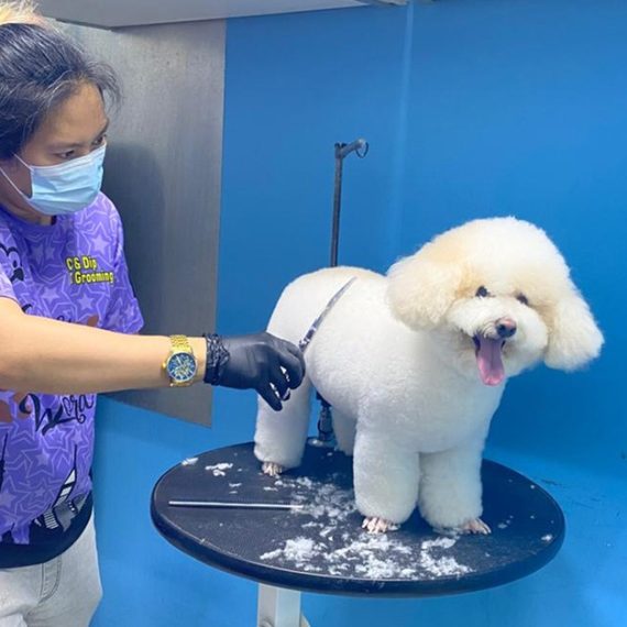 Get Full Grooming For Cats Or Small, Medium, Large Or Extra Large Dogs PETS Shop Online at Special Price from Oman Mega Deals