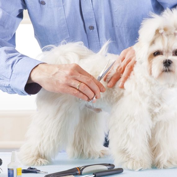 Pet – Grooming Salon PETS Shop Online at Special Price from Oman Mega Deals