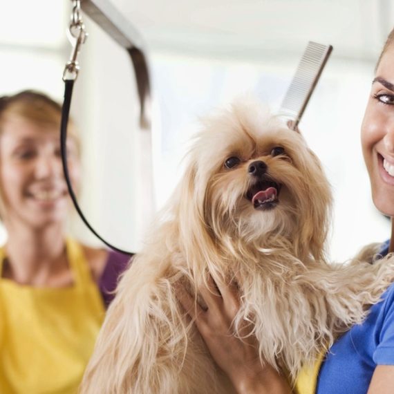 Small Cat/Dog, Medium Dog Or Large Dog Full Grooming PETS Shop Online at Special Price from Oman Mega Deals