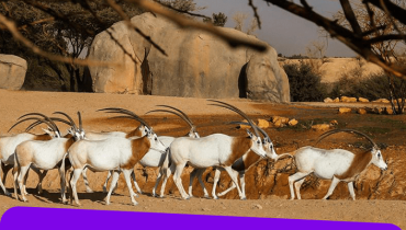 Al Ain Zoo Tickets – Experiences