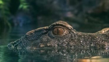 Dubai Aquarium & Underwater Zoo – King Crock Encounter – Experiences