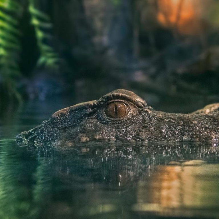 Dubai Aquarium & Underwater Zoo – King Crock Encounter – Experiences