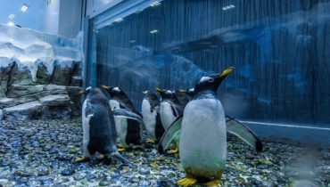 Dubai Aquarium & Underwater Zoo – Penguin Encounter – Experiences