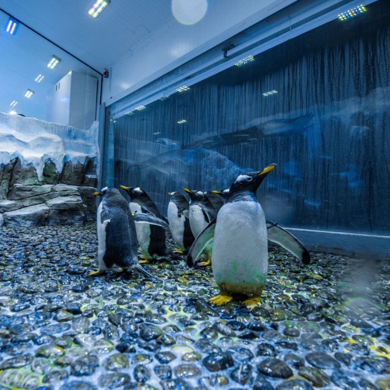 Dubai Aquarium & Underwater Zoo – Penguin Encounter – Experiences