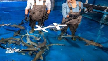 Dubai Aquarium & Underwater Zoo – Shark Trainer Encounter – Experiences