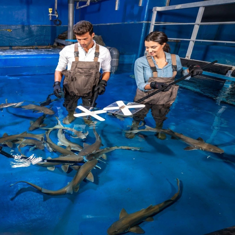 Dubai Aquarium & Underwater Zoo – Shark Trainer Encounter – Experiences