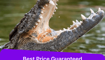 Dubai Crocodile Park – Must-see attractions