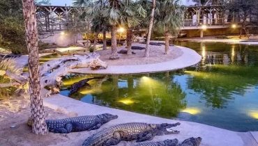 Dubai Safari Park + Dubai Crocodile Park – Combo – Must-see attractions