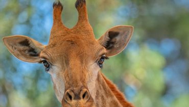 Emirates Park Zoo – Experiences