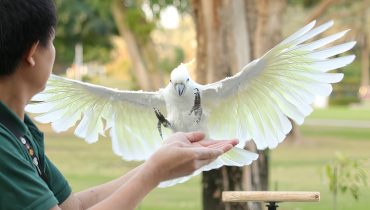 Exotic Bird Show – Dubai Dolphinarium – Dubai Dolphinarium