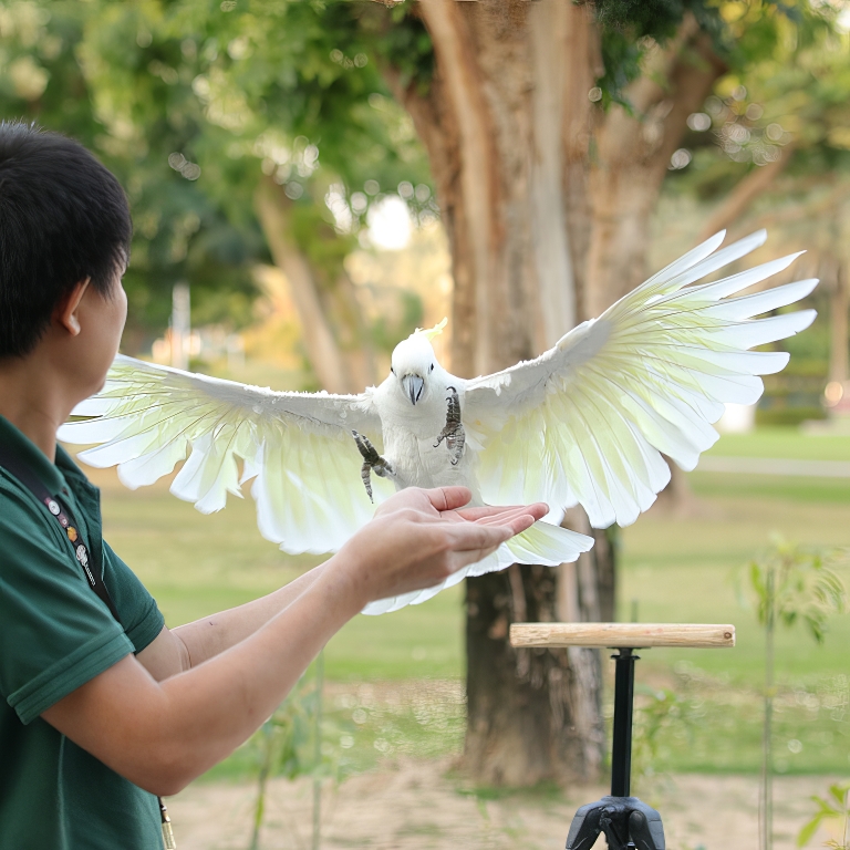 Exotic Bird Show – Dubai Dolphinarium – Dubai Dolphinarium