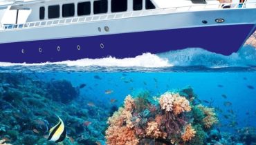 Half-day Snorkeling Boat trip with lunch and drinks from Sharm El Sheikh – Sightseeing and Tours