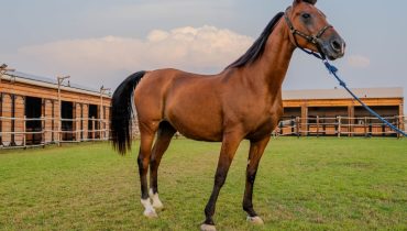 Horse Riding at Al Marmoom Oasis With Transfer – Desert safaris