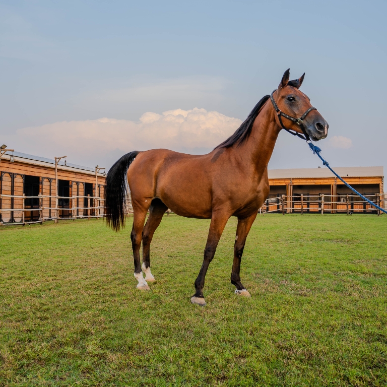 Horse Riding at Al Marmoom Oasis With Transfer – Desert safaris