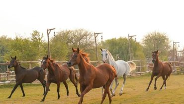 Horse Riding with Open Buffet Dinner & Shows – Desert safaris