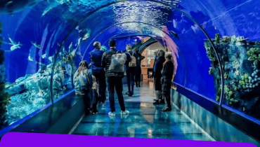 Istanbul Aquarium Ticket & Shuttle – Experiences