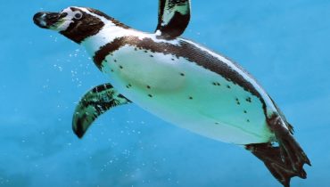 Istanbul Emaar Aquarium – Experiences