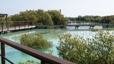 Jubail Mangrove Park – Boardwalk Experience – Recently Added Experiences